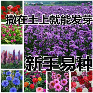 秋季种植的花种各种各样户外路边种室外四季观花花卉种孑花种籽子