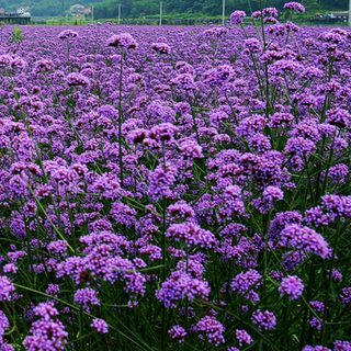 户外庭院四季种 柳叶马鞭草种子花期长紫色花海春季易种活花种子