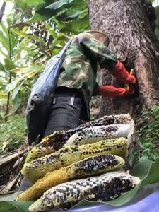 云南野生蜂蜜纯正天然野生蜂蜜原生态百花蜜农家自产自销西双版纳