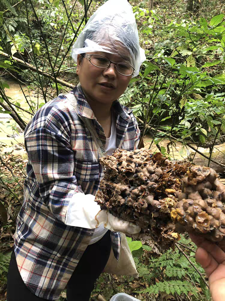 野生土酸蜂蜜原始森林正天然地下酸蜂无刺蜂老巢蜜药花蜜包邮云南