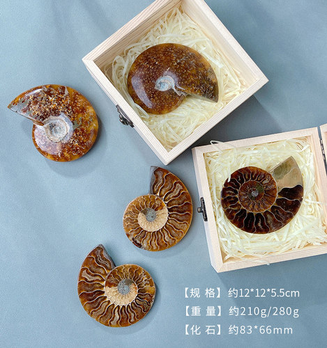 化石彩斑螺标本摆件装饰