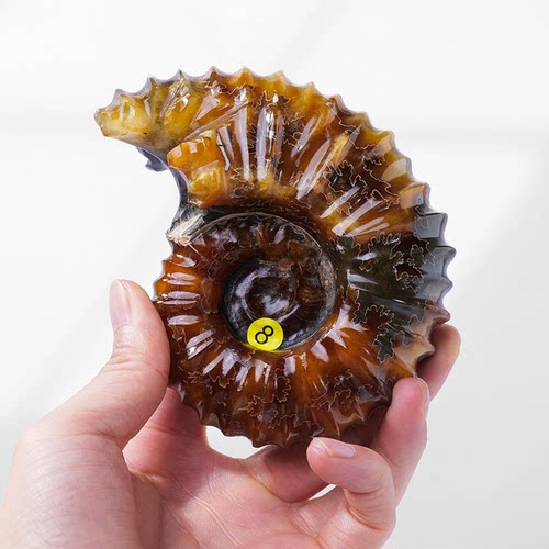 海螺科普教学石头古生物摆件包邮