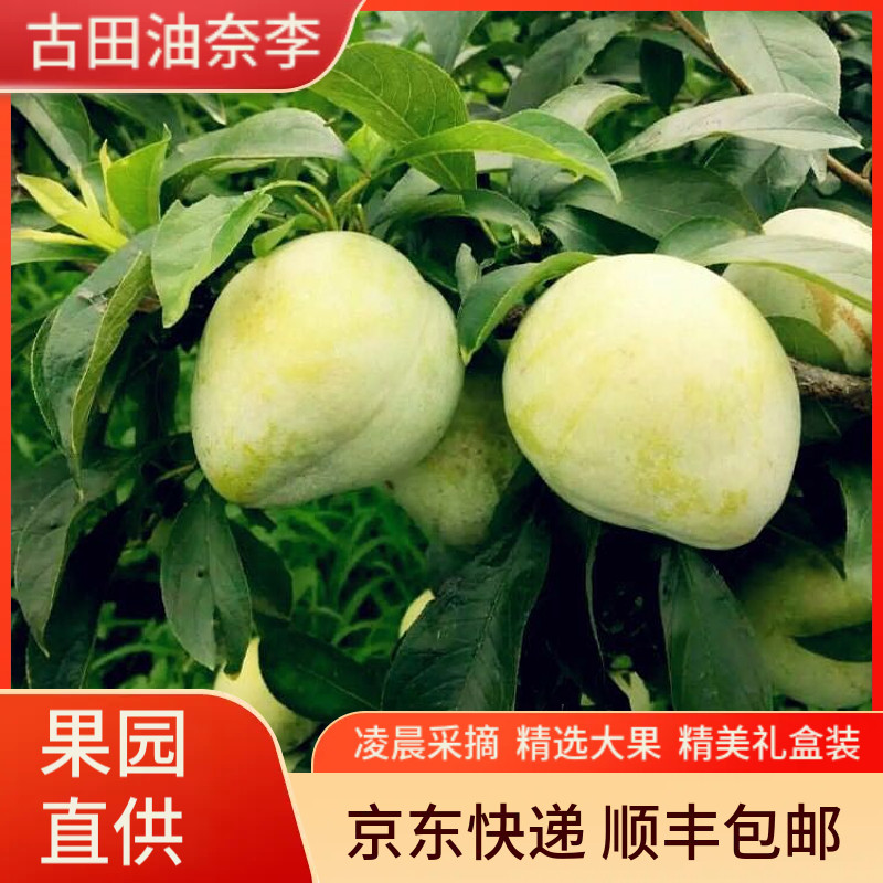 精品古田油奈李新鲜现摘孕妇当季水果奈李青奈脆李空心桃形脱骨李