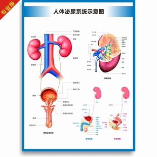 人体泌尿系统结构图泌尿系统构造图泌尿系统图片医院医学高清挂图
