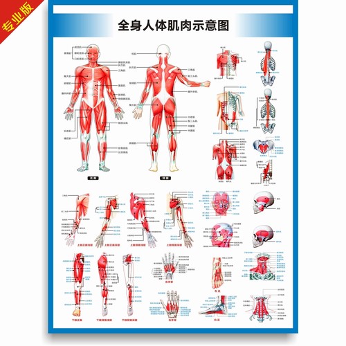 全身人体肌肉图解剖图结构图人体运动系统图高清医学健身教学挂图 - 封面
