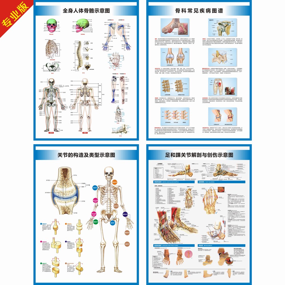 人体骨骼结构图手腕足踝髋关节解剖与创伤解剖图骨科常见疾病挂图