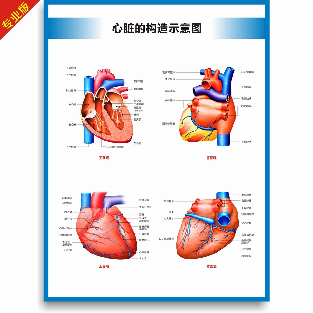 心脏构造图心脏结构图心脏解剖图人体血液循环系统图诊所医院挂图