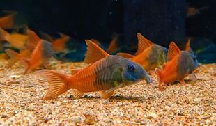 阴阳红帆鼠CW217阴阳超级红帆鼠鱼南美小型热带观赏鱼底栖息活体