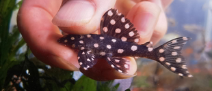 L471皇后雪球异型南美草缸观赏异形鱼活体底栖擦缸高端工具清道夫