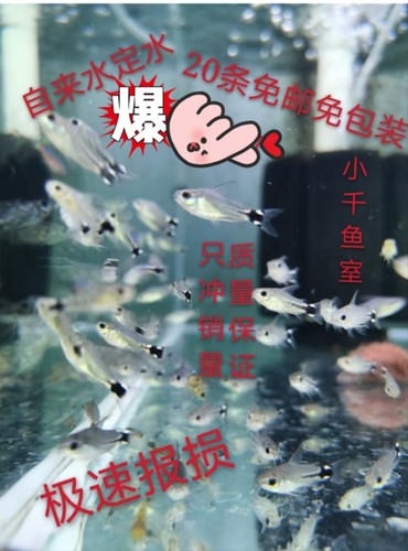 鼠鱼小型南美缸淡水鱼顺丰月光鼠
