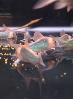 进口尼青鼠鱼稀有尼格罗青鼠鱼小型热带鱼底栖鱼清缸工具鱼翻砂鱼