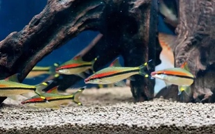 一眉道人一眉小鱼苗草缸群游鱼活体鱼淡水鱼热带鱼观赏鱼