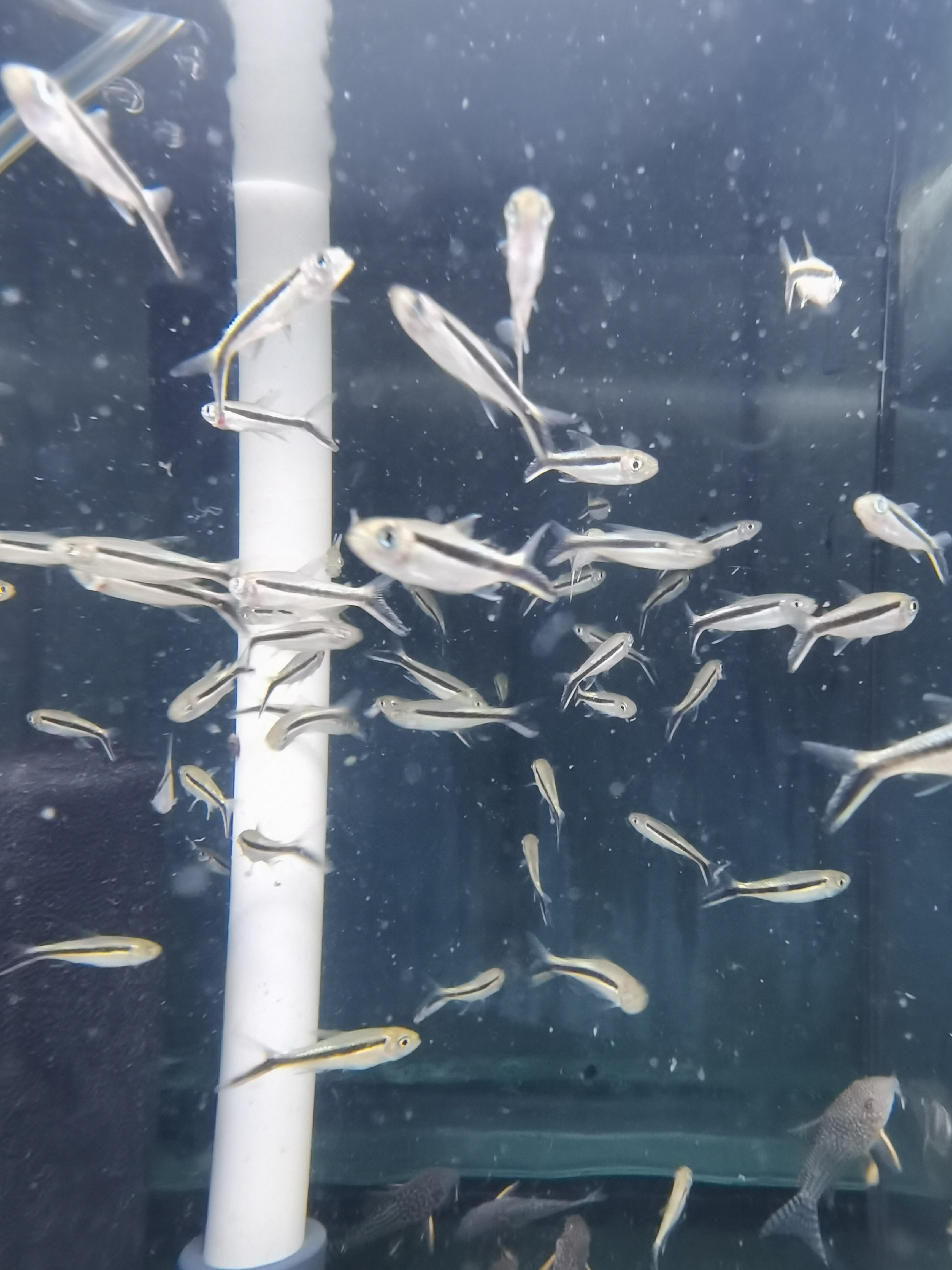 企鹅灯鱼拐棍灯鱼淡水鱼热带鱼观赏鱼草缸群游鱼
