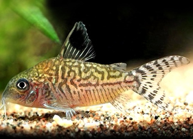 大花网鼠鱼小花网鼠绿网鼠鱼进口稀有南美底栖鼠鱼女王二线鼠