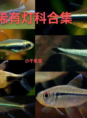 稀有灯科灯科淡水不常有品种