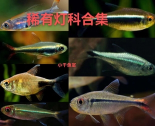 梅塔蓝线蓝线金灯红尾幽灵灯七彩水晶灯红眼洛卡灯赤目金线灯南美