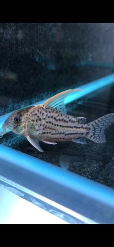 超级舒瓦茨鼠鱼公主二线超舒