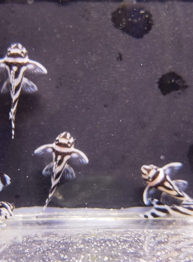 小千鱼室熊猫异型L46苗稀有异型异形南美草缸底栖擦缸高端工具鱼