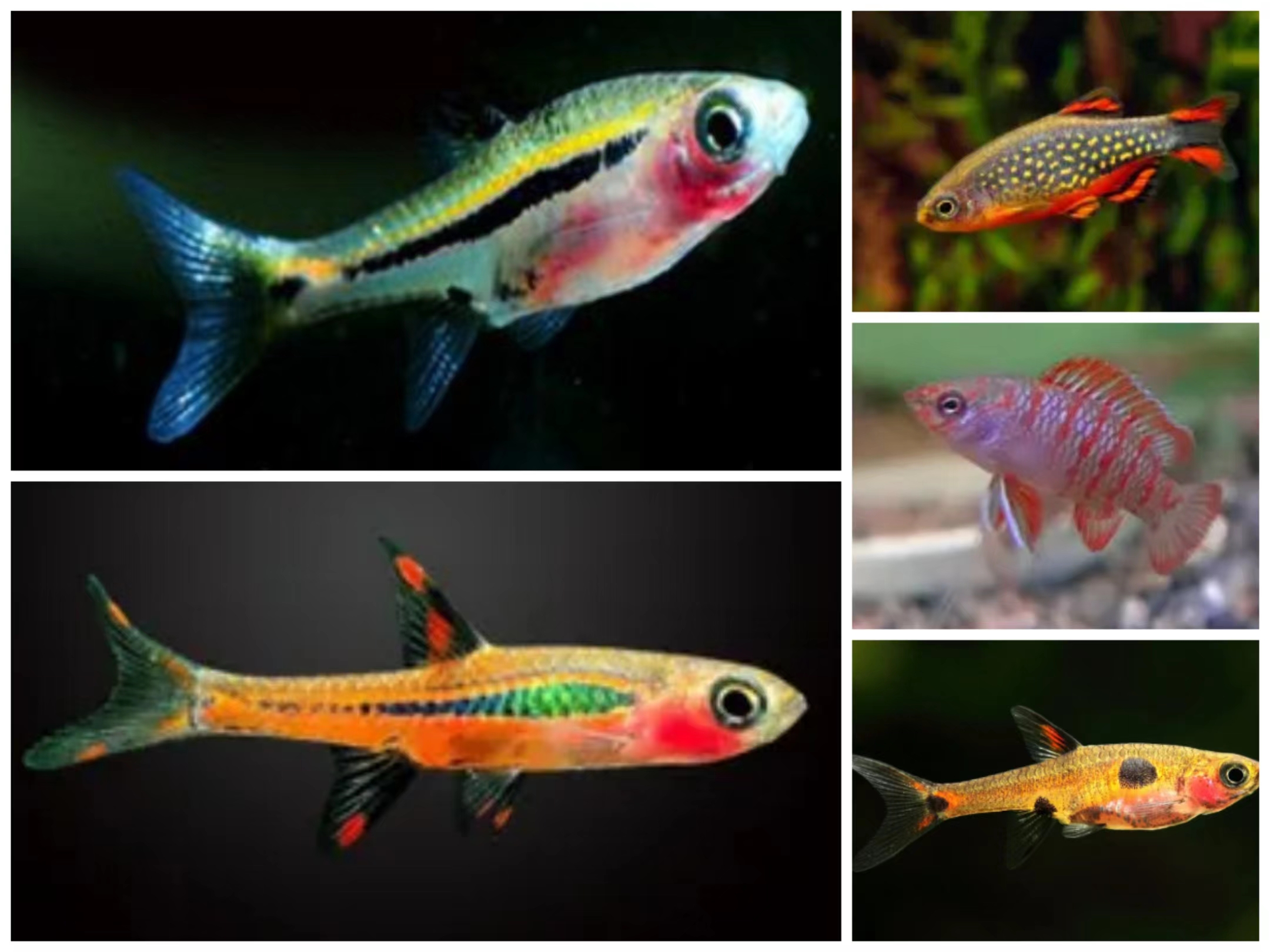 小丑灯观赏鱼淡水血红卢比