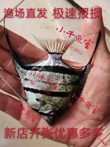 保真魔门斯卡喷点埃及包邮热带鱼