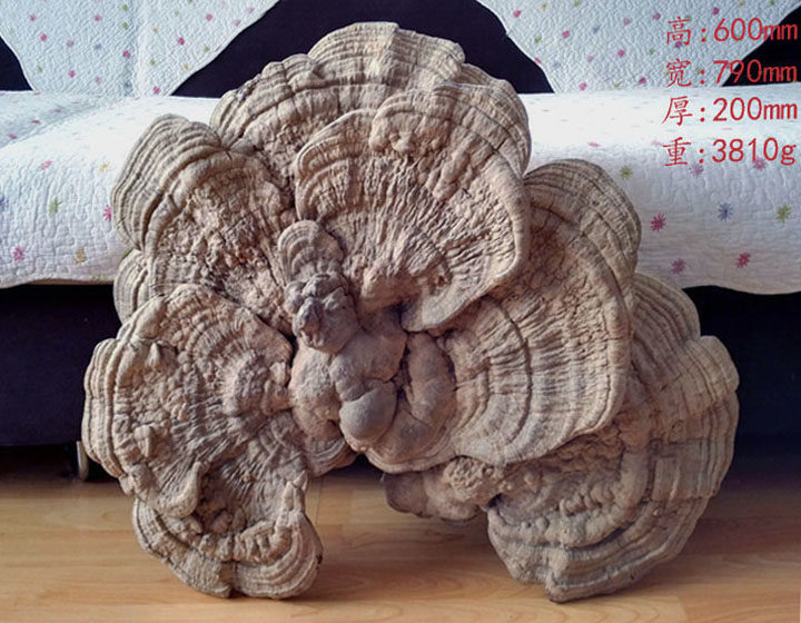特大野生灵芝树舌老牛肝工艺摆件平盖灵芝东北深山之宝纯手工