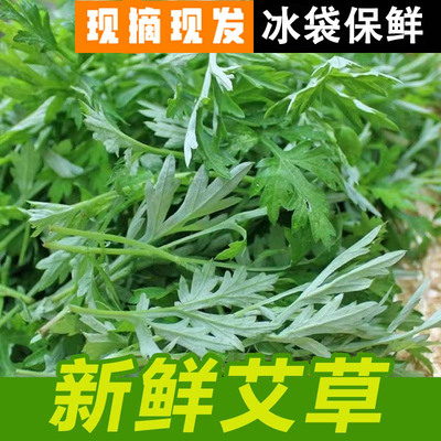 新鲜艾草现摘嫩艾叶亏本促销