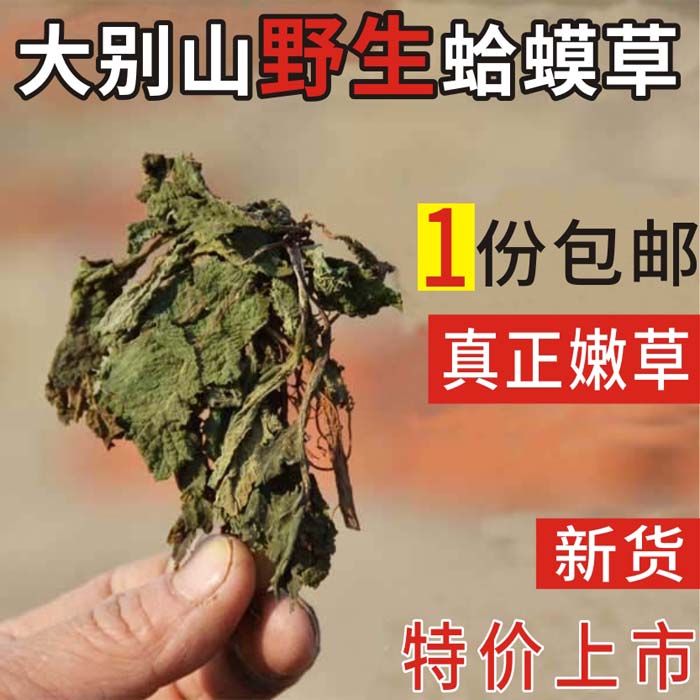 雪见草整颗大别山荔枝草野生