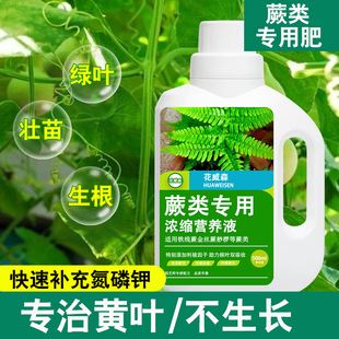 水培蕨类专用营养液铁线蕨金丝狗毛蕨红磷蕨鹿角蕨类植物专用肥料