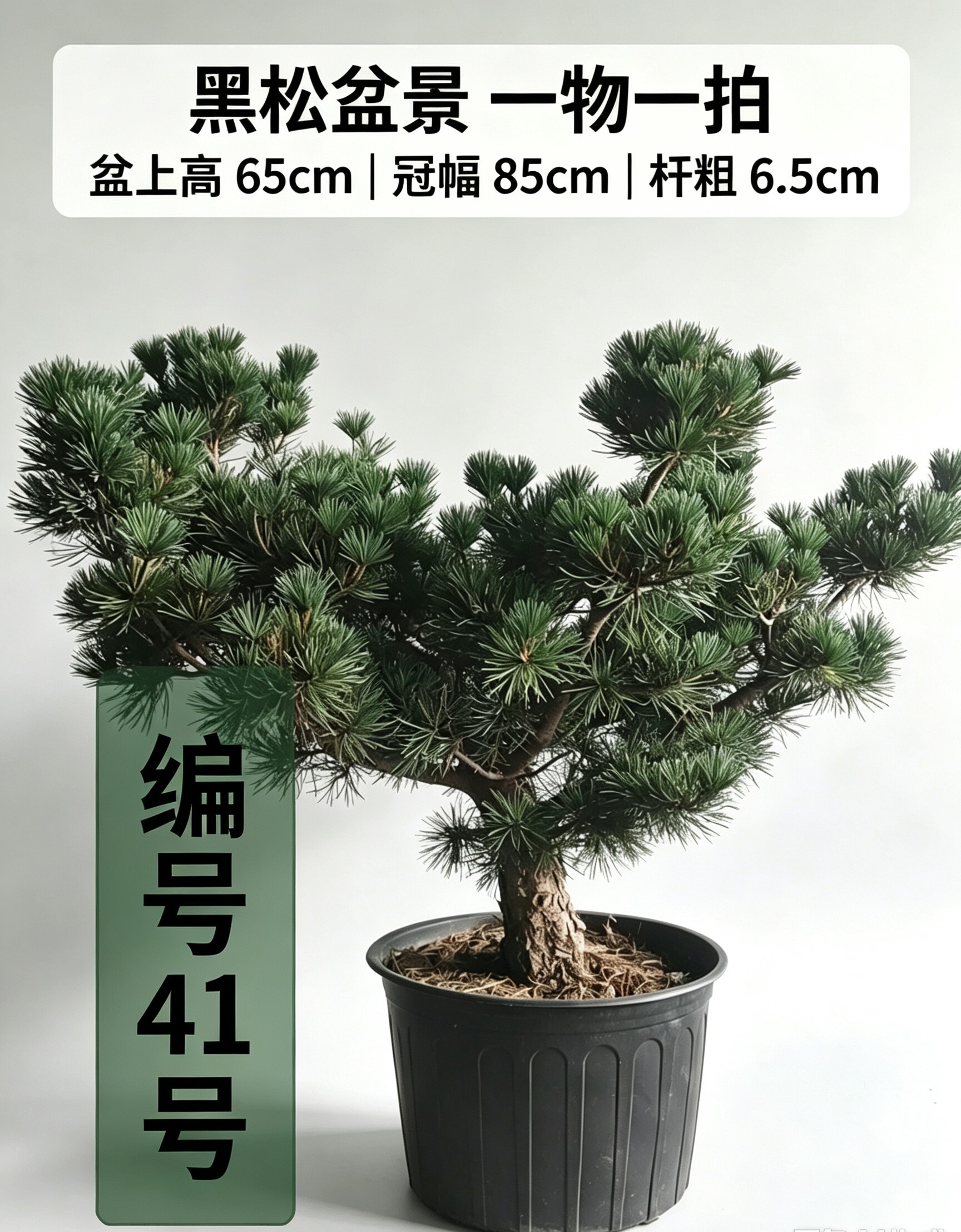 短针五针松盆景 庭院阳台摆放造型松一物一拍基地绿植盆栽