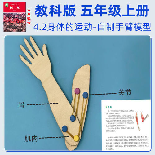 儿童科学实验木质手臂模型手工拼装了解肢体运动机制
