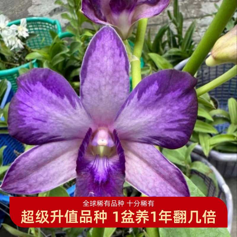 全球5星超稀有品种 超稀有 很少见 凤城高端台湾泼墨秋石斛