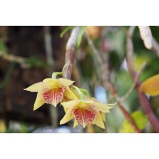 爪哇岛珍贵石斛Den scheittlerii