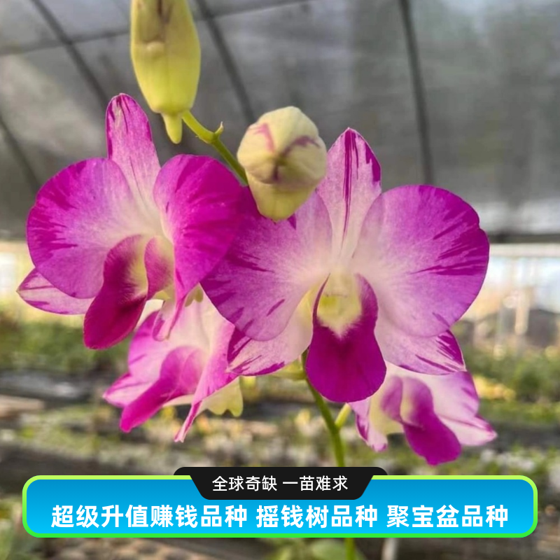 珍贵收藏级 摇钱树品种 胭脂扣高端台湾泼墨秋石斛 聚宝盆品种