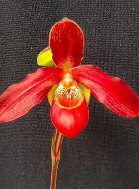 7星稀有 全球超一线品种 南美红花兜兰Phrag.Tristar Glow