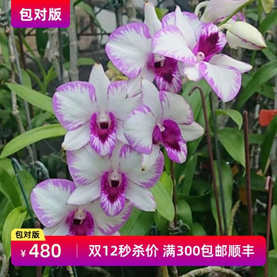 秒杀价 台湾小邱台湾泼墨秋石斛