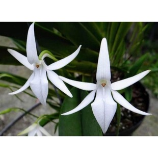 3星稀有 全球三线 珍贵风兰 科摩罗群岛风兰白色的雾
