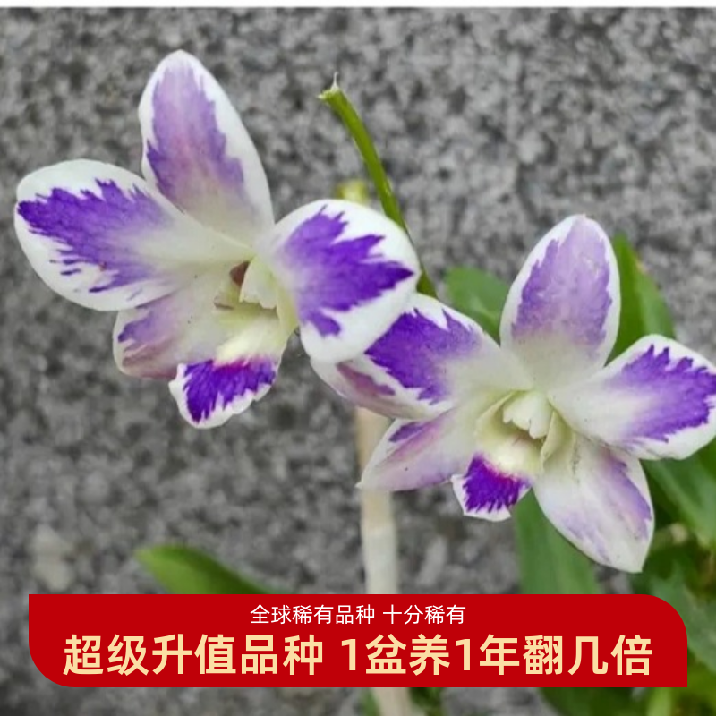 超稀有 升值赚钱品种 大花五剑高端台湾泼墨秋石斛 很少见