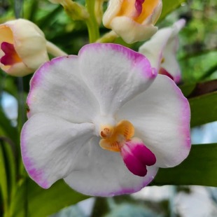 台泼墨边白衣仙子个体万代兰 个体