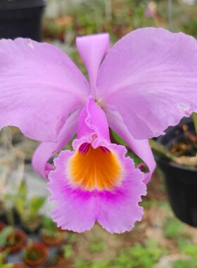 卡特第一香舒罗Cattleya schroederae 'Ta's'  巨香 一盆香满屋