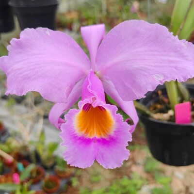 卡特第一香舒罗Cattleya schroederae 'Ta's'  巨香 一盆香满屋