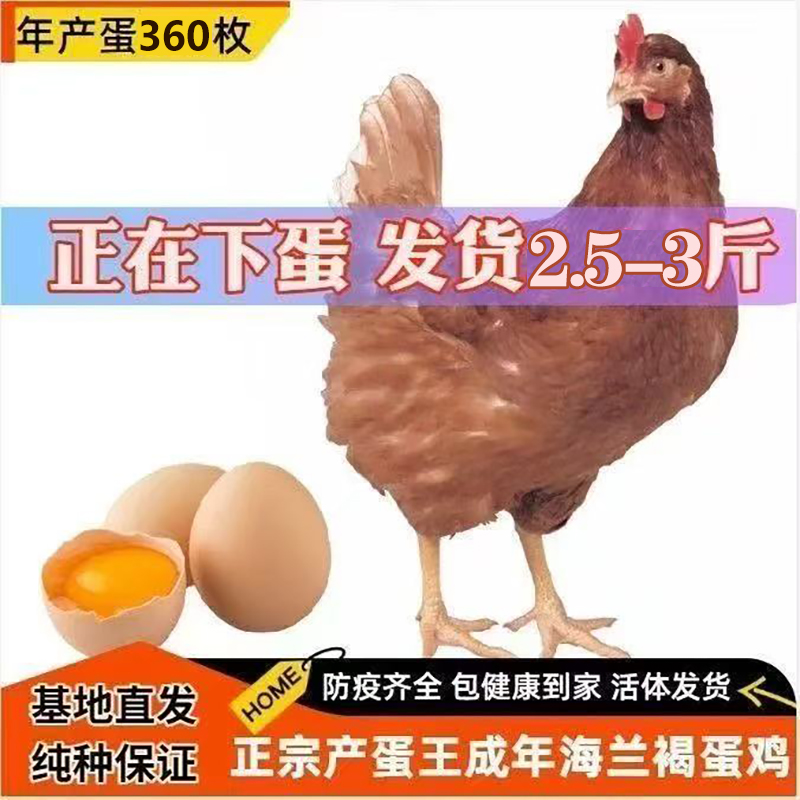 正宗海兰褐产蛋王青年鸡蛋鸡农家