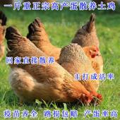 散养一斤高产绿壳蛋鸡活苗麻羽土鸡活苗小鸡活苗蛋鸡产蛋鸡活苗