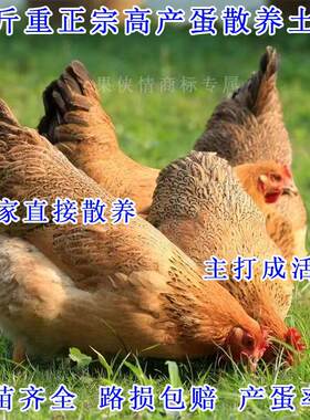 散养一斤高产绿壳蛋鸡活苗麻羽土鸡活苗小鸡活苗蛋鸡产蛋鸡活苗