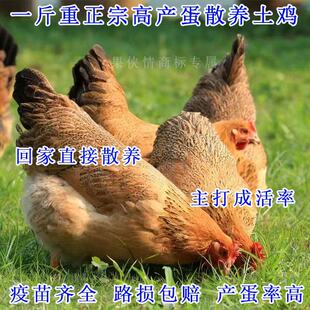 散养一斤高产绿壳蛋鸡活苗麻羽土鸡活苗小鸡活苗蛋鸡产蛋鸡活苗