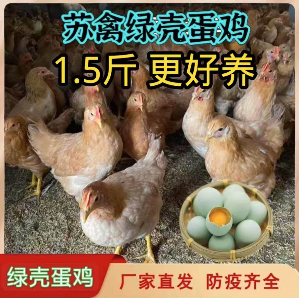1.5斤苏禽一代绿壳蛋鸡活苗黄羽黄脚散养土鸡正宗高产蛋绿壳蛋鸡