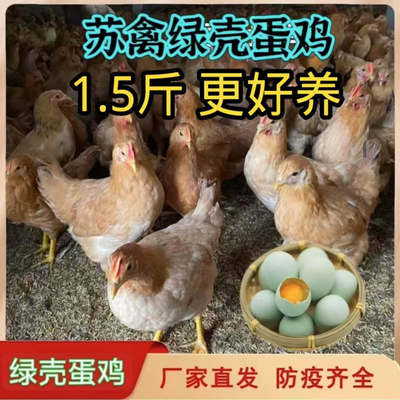 1.5斤苏禽一代绿壳蛋鸡活苗黄羽黄脚散养土鸡正宗高产蛋绿壳蛋鸡