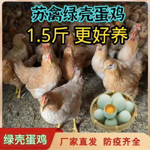 1.5斤苏禽一代绿壳蛋鸡活苗黄羽黄脚散养土鸡正宗高产蛋绿壳蛋鸡