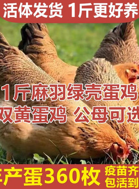 散养一斤鸡活苗高产绿壳蛋鸡活苗麻羽土鸡活苗小鸡活苗蛋鸡产蛋鸡