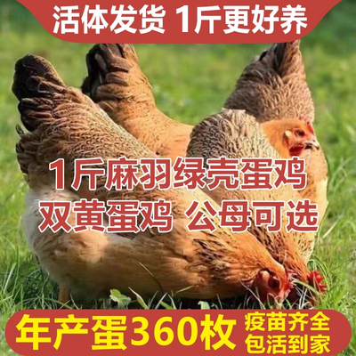 散养一斤鸡活苗高产绿壳蛋鸡活苗麻羽土鸡活苗小鸡活苗蛋鸡产蛋鸡