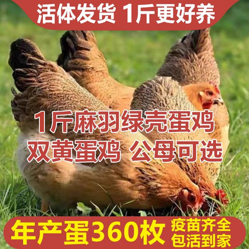 散养一斤鸡活苗高产绿壳蛋鸡活苗麻羽土鸡活苗小鸡活苗蛋鸡产蛋鸡